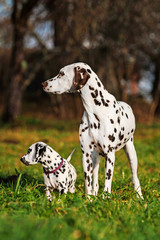 Dalmatian dog with puppy - obrazy, fototapety, plakaty