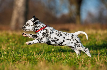 Happy dalmatian puppy running
