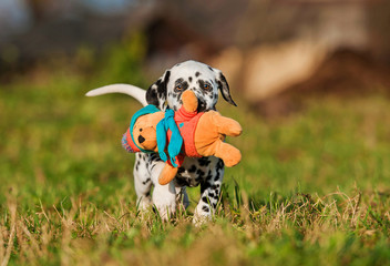 Dalmatian puppy playing with soft toy