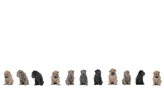 Shar pei puppies sitting