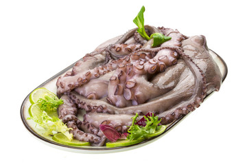 Raw large octopus