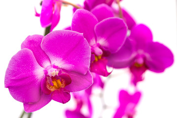 Obraz premium Orchid flower