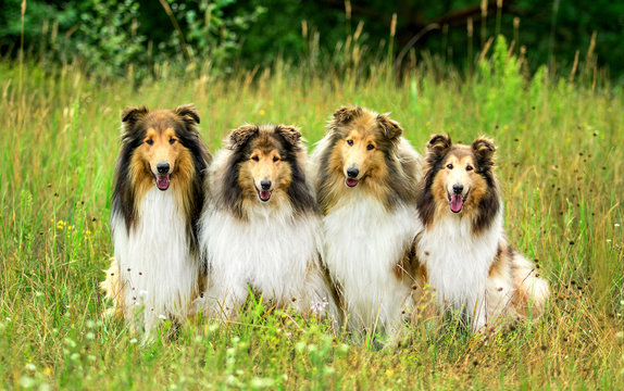 Four rough collies sitting on the grass