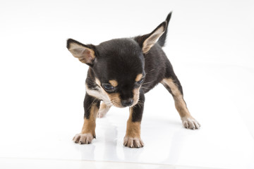 Obraz premium Chihuahua puppy
