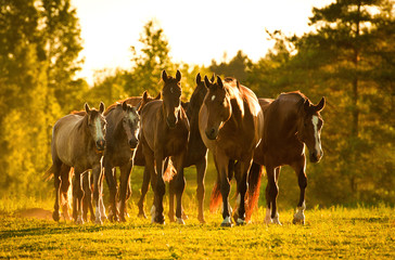 Herd of horses at sunset