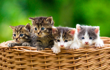 Fototapeta na wymiar Four kittens in the basket