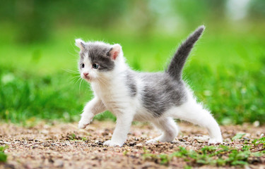 Little kitten walking in the yard