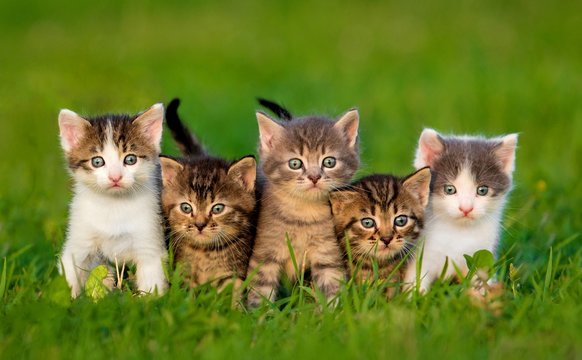 Group of five little kittens sitting on the grass