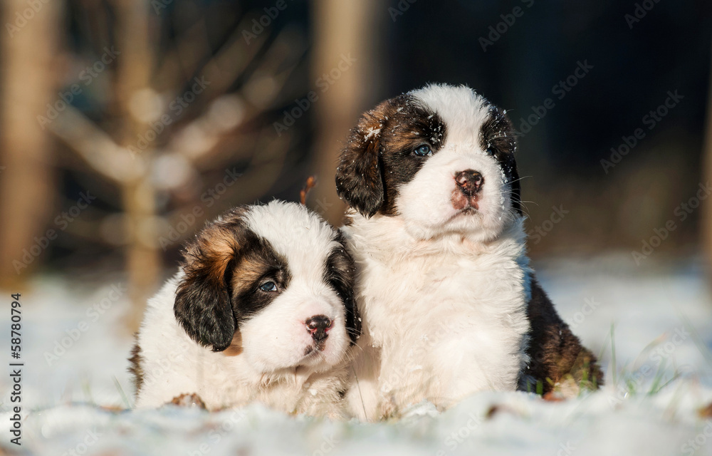 Wall mural Two little saint bernard puppies sitting in winter