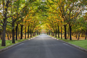 Naklejka premium landscape park allee nature