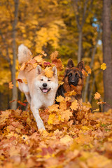 Two dogs playing in leaves in autumn