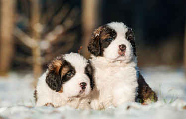 Two little saint bernard puppies sitting in winter