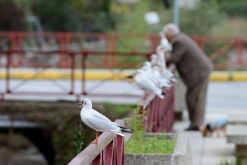 Obraz premium seagull