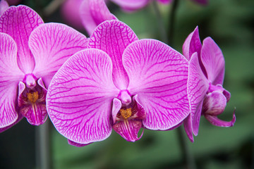 Orchids