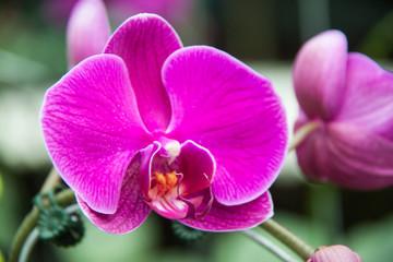 Orchids