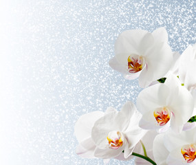 White orchidea