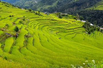 Rolgordijnen Rice field in Nepal © salajean
