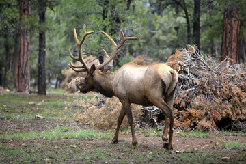 Obraz premium caribou dans la forêt du Grand Canyon