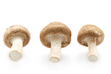 raw Shitake Mushrooms