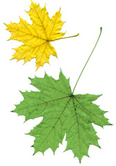 maple leaf isolated
