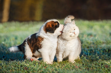 Saint bernard puppy playing with british shorthair cat © Rita Kochmarjova