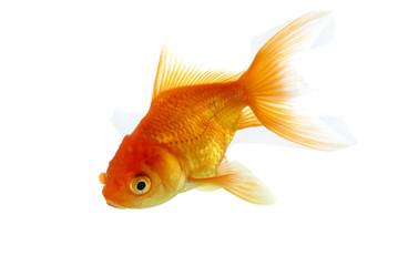 Gold fish in water a