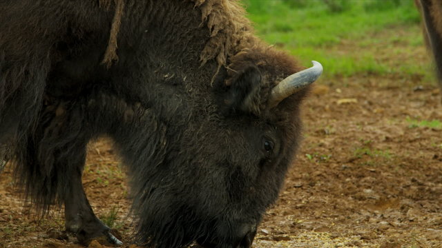 American Bison feeding, USA