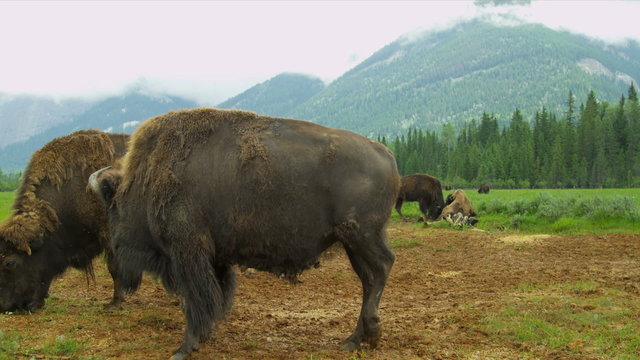 American Buffalo grass feeding, Canada
