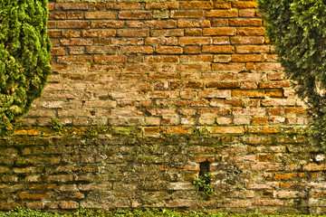 Muro con pianta rampicante