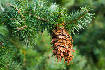 Douglas fir branch with cones - 58784903