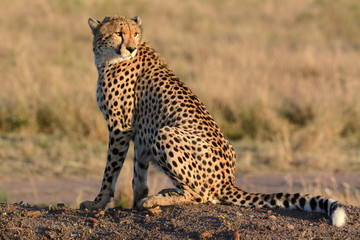 Gepard im Morgenlicht