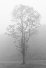 The tree in the fog
