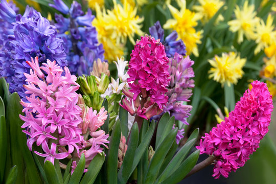 Group of hyacinths and narcissus.