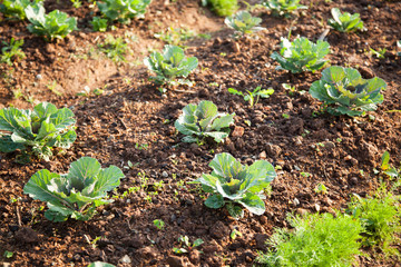 Vegetables in the vegetable field