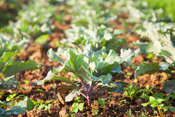 Vegetables in the vegetable field