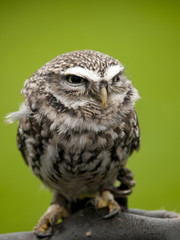 Angry looking little owl (athene noctua) perched on a branch