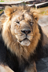 Obraz premium Lion