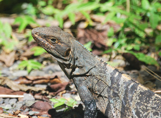 Iguane