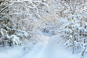 Snow-covered road in winter forest.