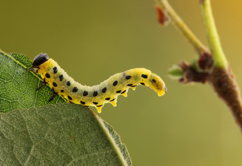 Obraz premium Caterpillar.