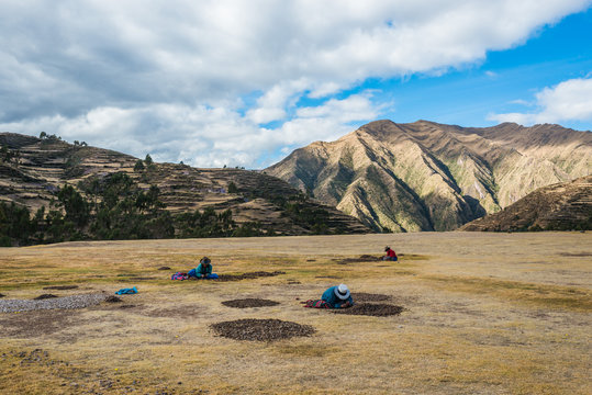 women collecting moraya  Chincheros town peruvian Andes  Cuzco P