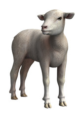 Fototapeta premium Lamb