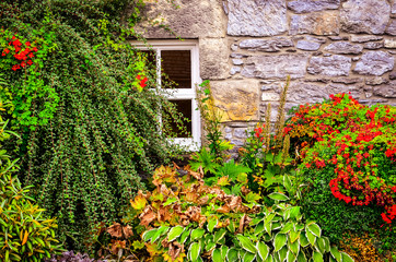 Colorful garden plants with wall and window background