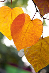 Abstract background of autumn leaves.