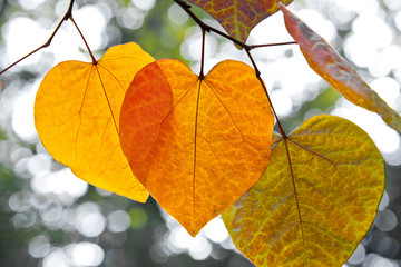 Obraz premium Abstract background of autumn leaves.