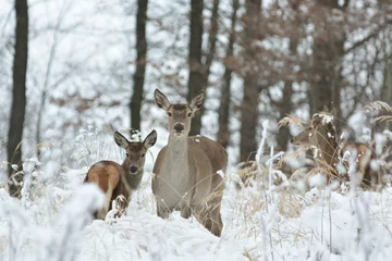 Fototapeten Rehe mit seinem Nachwuchs in Winterlandschaft © Aniszewski