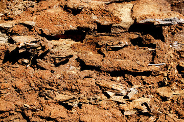 Extreme Close Up  Decaying Ant Eaten Log