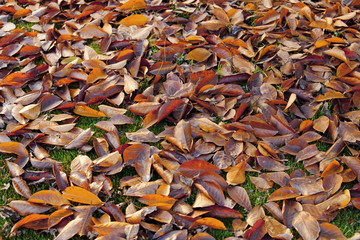 Abstract background of autumn leaves.