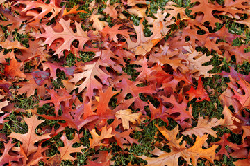 Abstract background of autumn leaves.