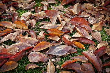 Abstract background of autumn leaves.